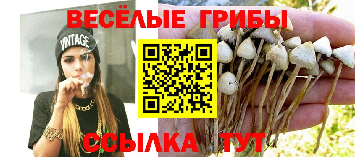 Галлюциногенные грибы Psilocybine cubensis Хасавюрт